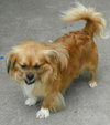 Rowan