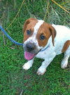 Bruno