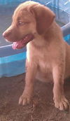 Dossie