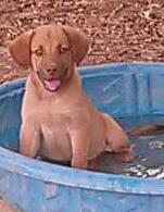 Dossie