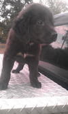 Sheela