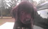 Sheela