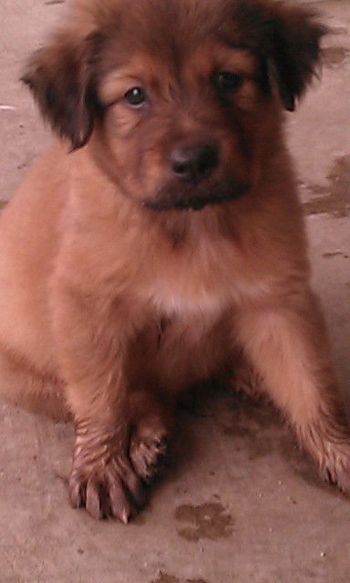 Rocky