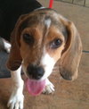 Lilly Beth