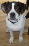 Bruiser