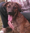 Pia- NEED FOSTER!!