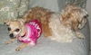 Prissy