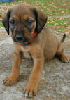Alllie