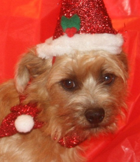 Roxy