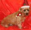 Roxy