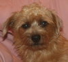 Roxy