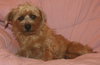 Roxy