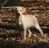Lily Beth