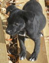 Shiloh