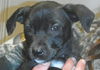 Shiloh