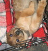 Buster
