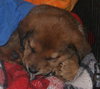 Buster