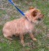 Denny