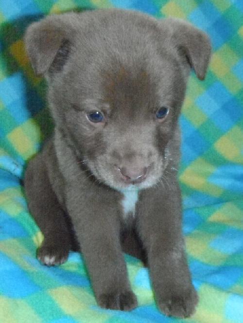 Koda