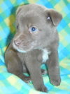 Koda