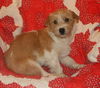 Arlo