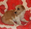Arlo
