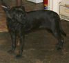 Sookie