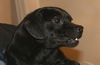 Sookie