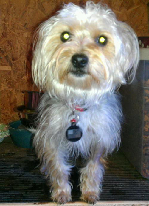 Sparky