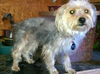 Sparky