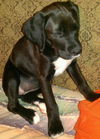Arbie
