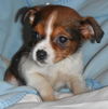 Riley