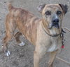 Bryson - URGENT! NEED FOSTER!