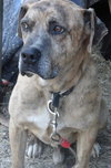 Bryson - URGENT! NEED FOSTER!
