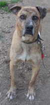 Bryson - URGENT! NEED FOSTER!