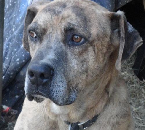 Bryson - URGENT! NEED FOSTER!