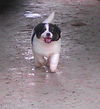 Scotty