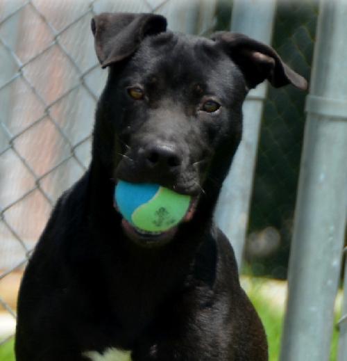 Loki- URGENT! NEED FOSTER!
