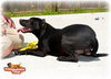Loki- URGENT! NEED FOSTER!
