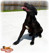 Loki- URGENT! NEED FOSTER!