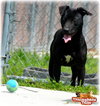 Loki- URGENT! NEED FOSTER!