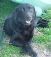 LIBBY