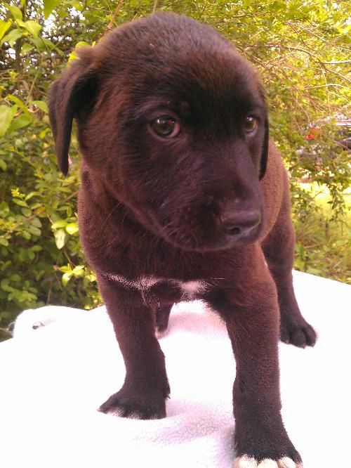 Dodger