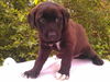 Dodger