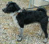 Johan URGENT! NEED FOSTER