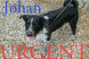 Johan URGENT! NEED FOSTER