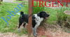 Johan URGENT! NEED FOSTER