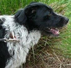 Johan URGENT! NEED FOSTER