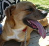 Nikki URGENT!!! Need foster!