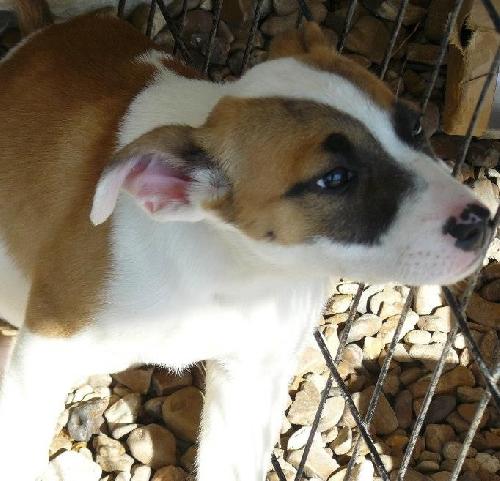 Lola
